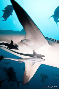 Air Bull - These huge pectoral fins belong to a 3m female... by Sam Cahir 